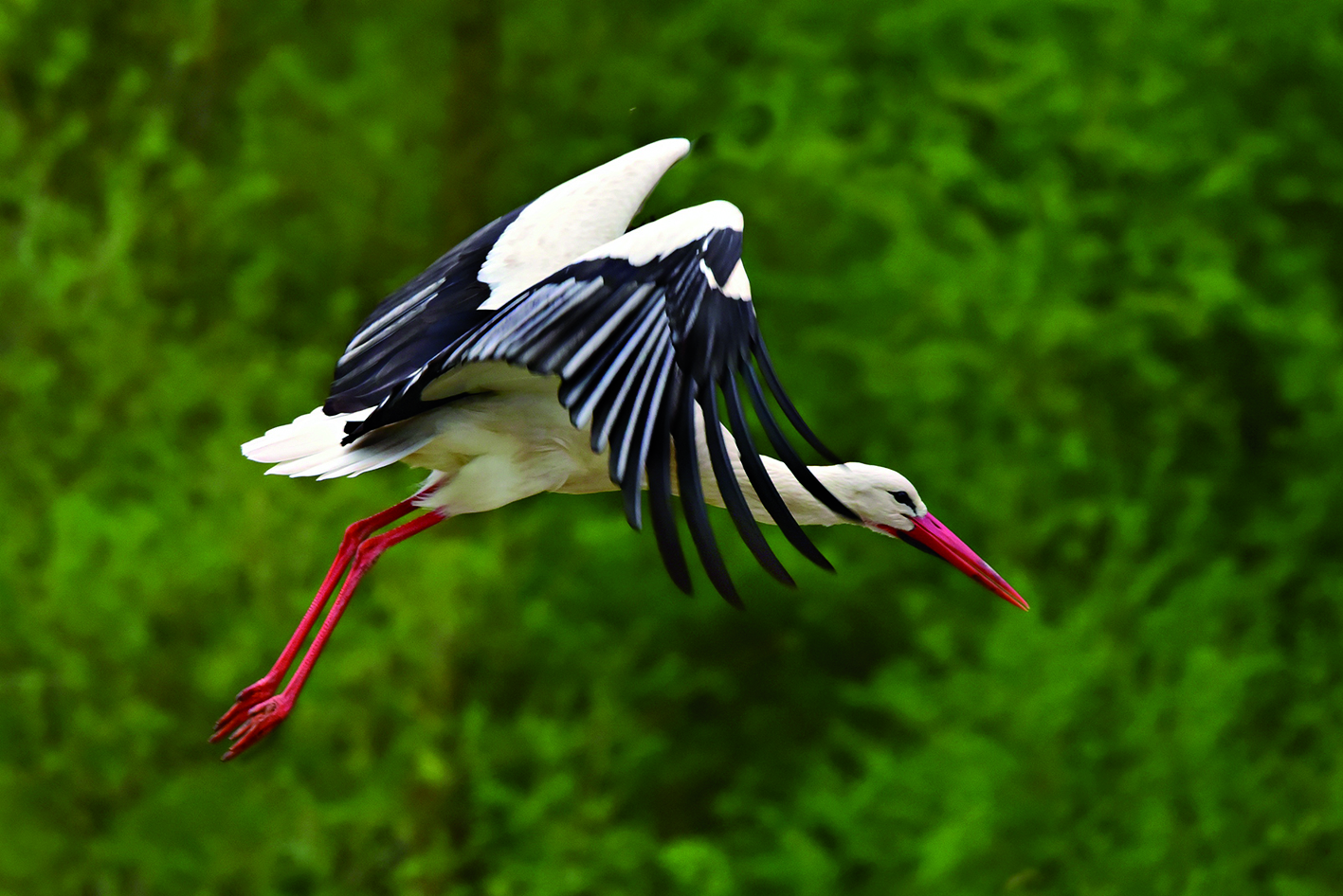 Fliegender Storch