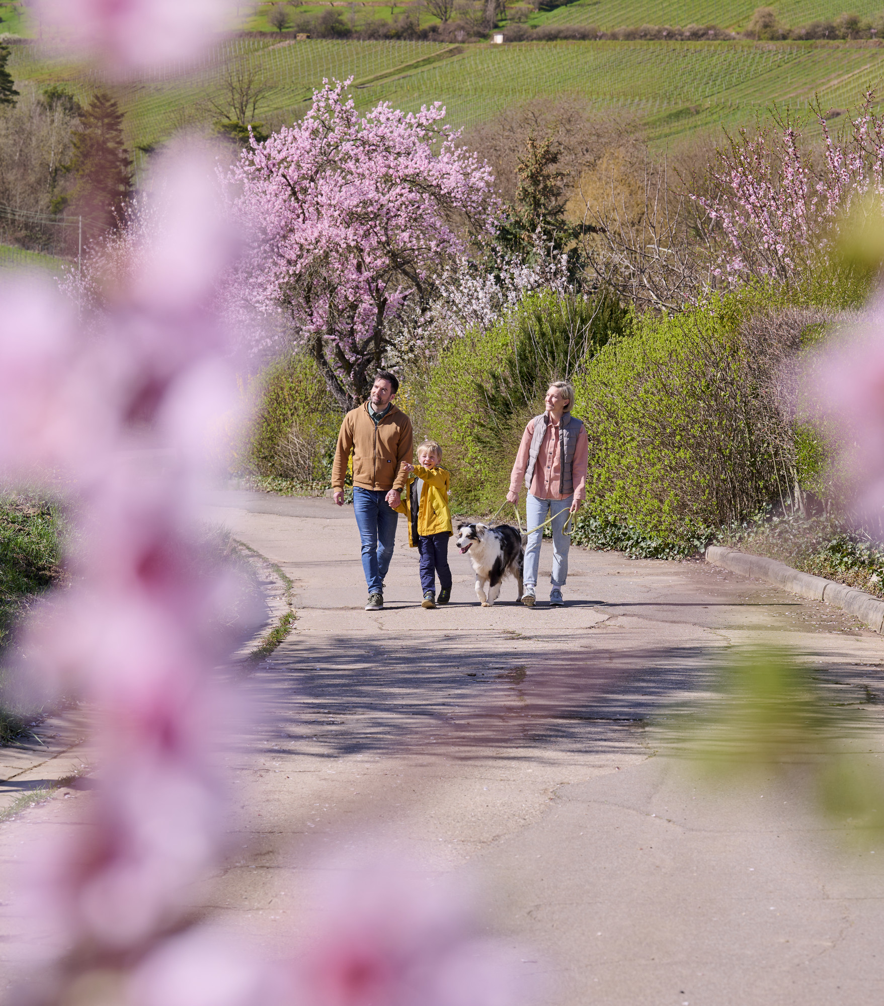 Mandelblüte Rheinland-Pfalz mit Spaziergang Familie Striegl