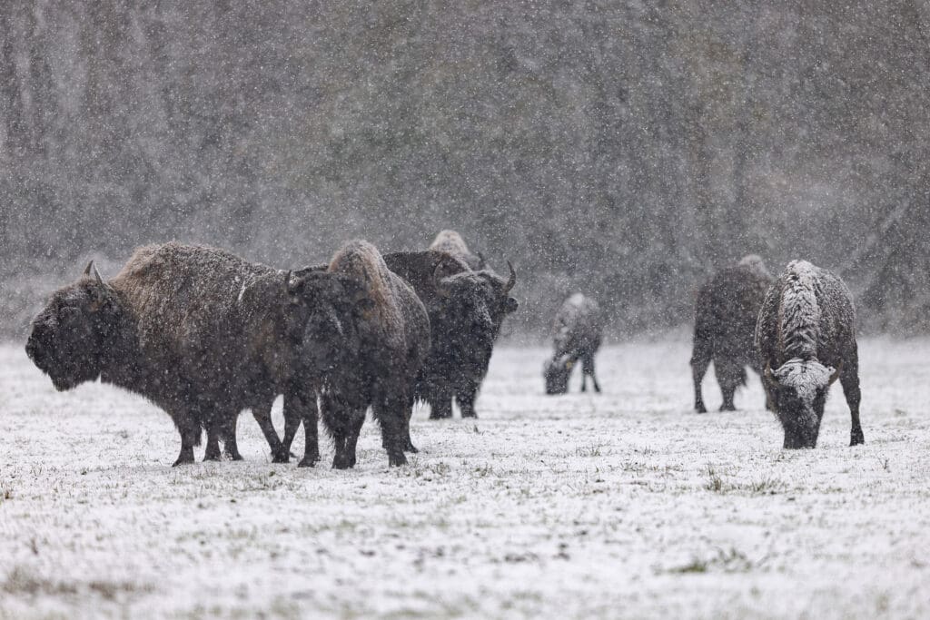Bisons im Schnee