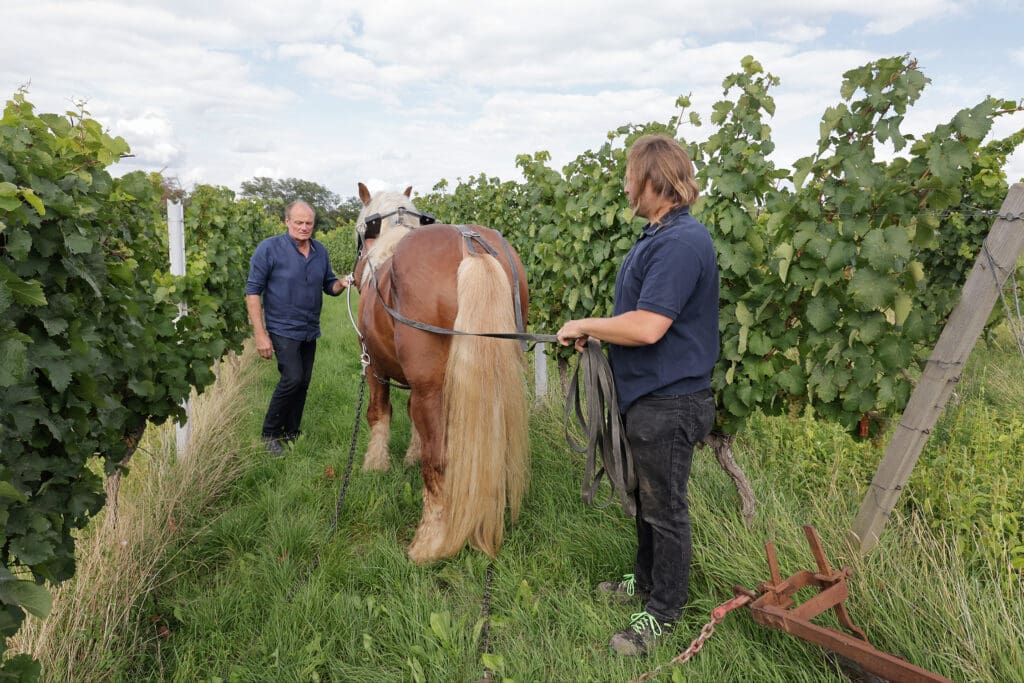 Pferd im Weinberg