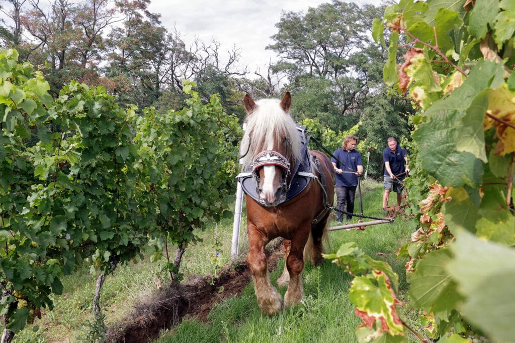 Pferd im Wingert