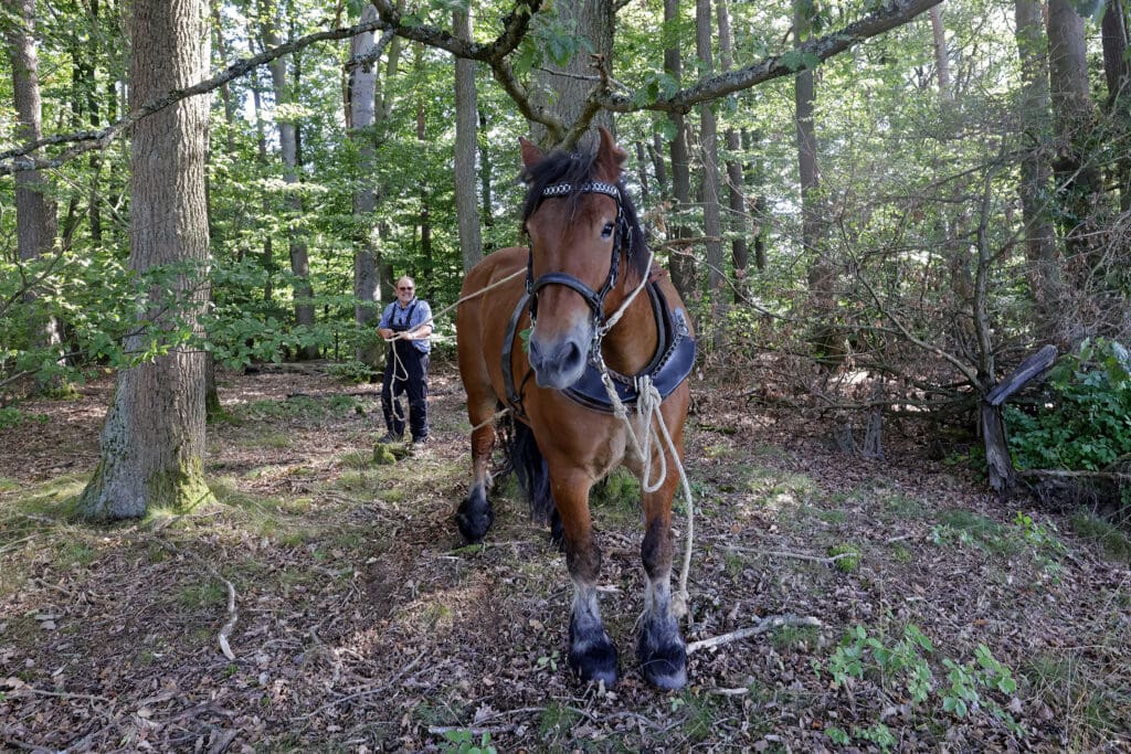 Holger Bossong mit Pferd im Wald