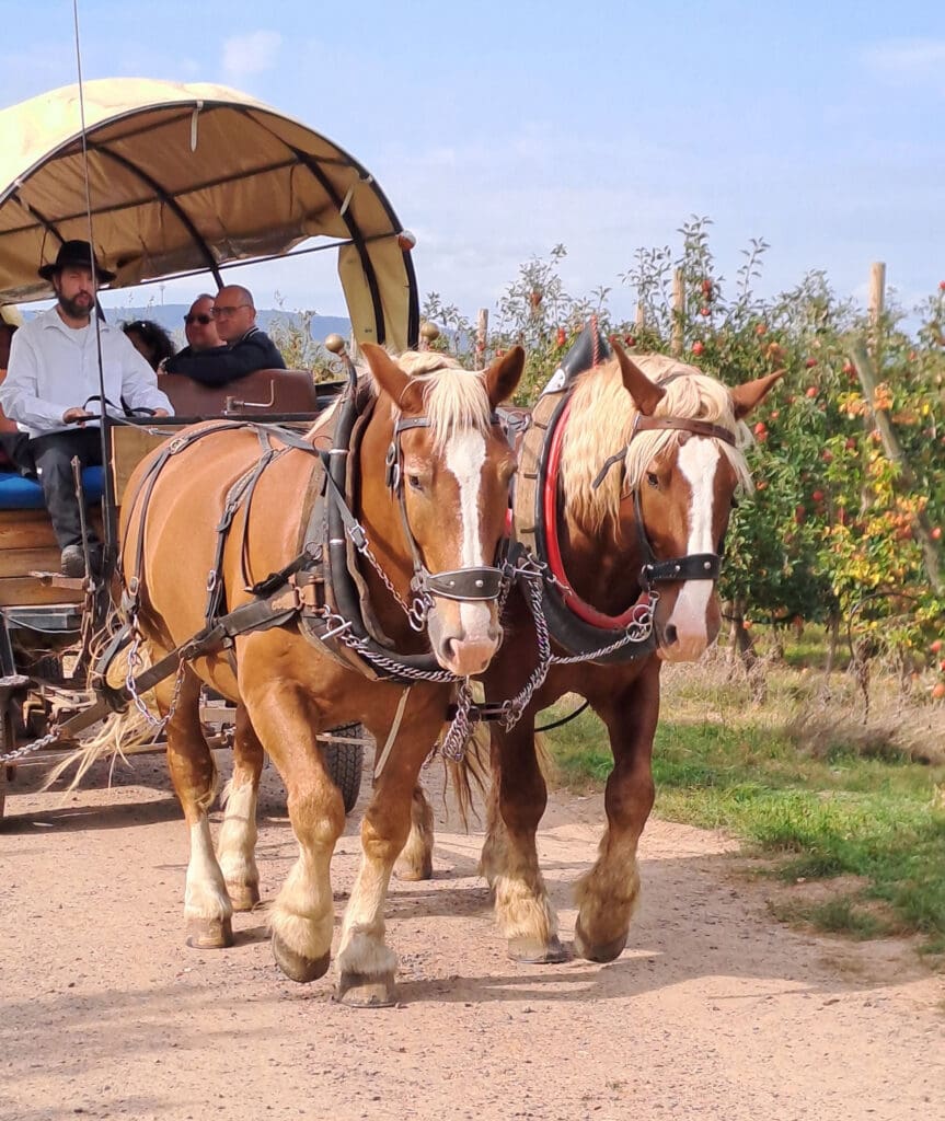 Frederik Gumbinger fährt mit dem Planwagen