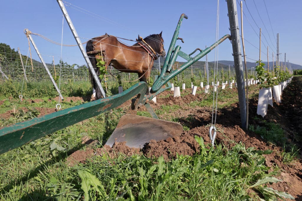 Pferd im Weinberg